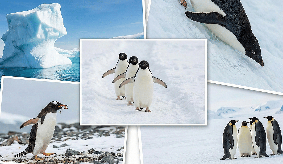 Penguin Walk word search puzzle thumbnail