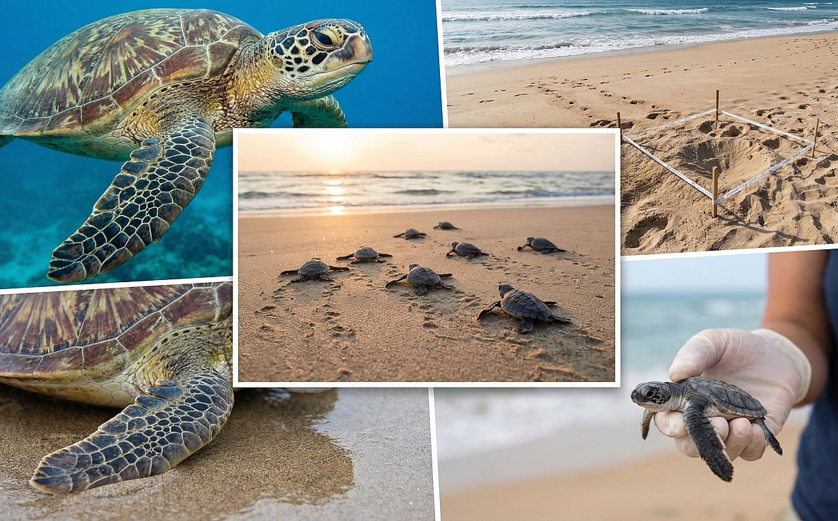 Turtle Trek word search puzzle thumbnail